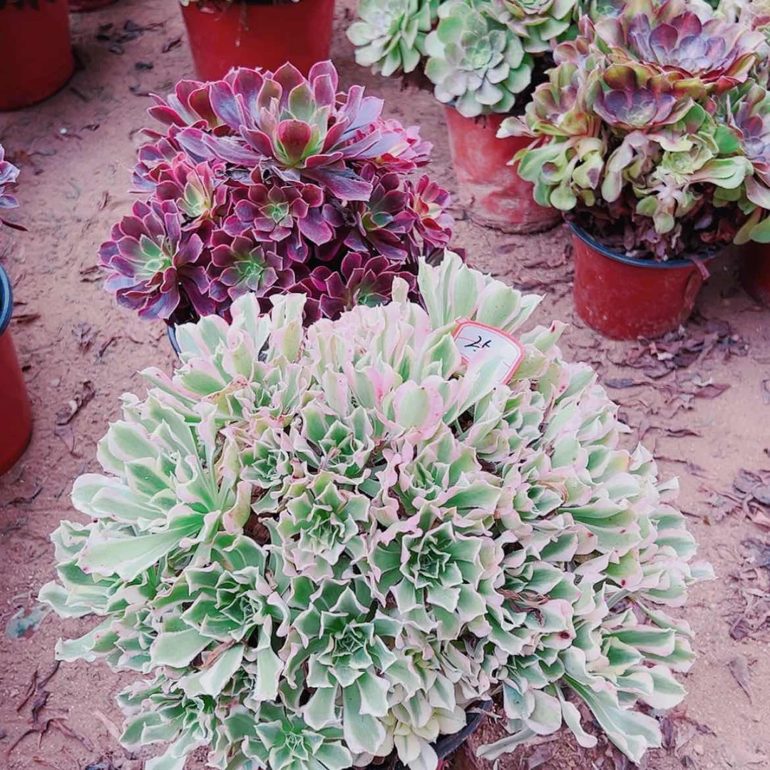 【闪购商品】无花朵吃**吗25号雨花石，金丝雀多肉植物无售后