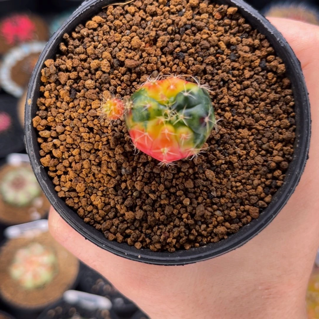 毒苹果 米哈仙人球