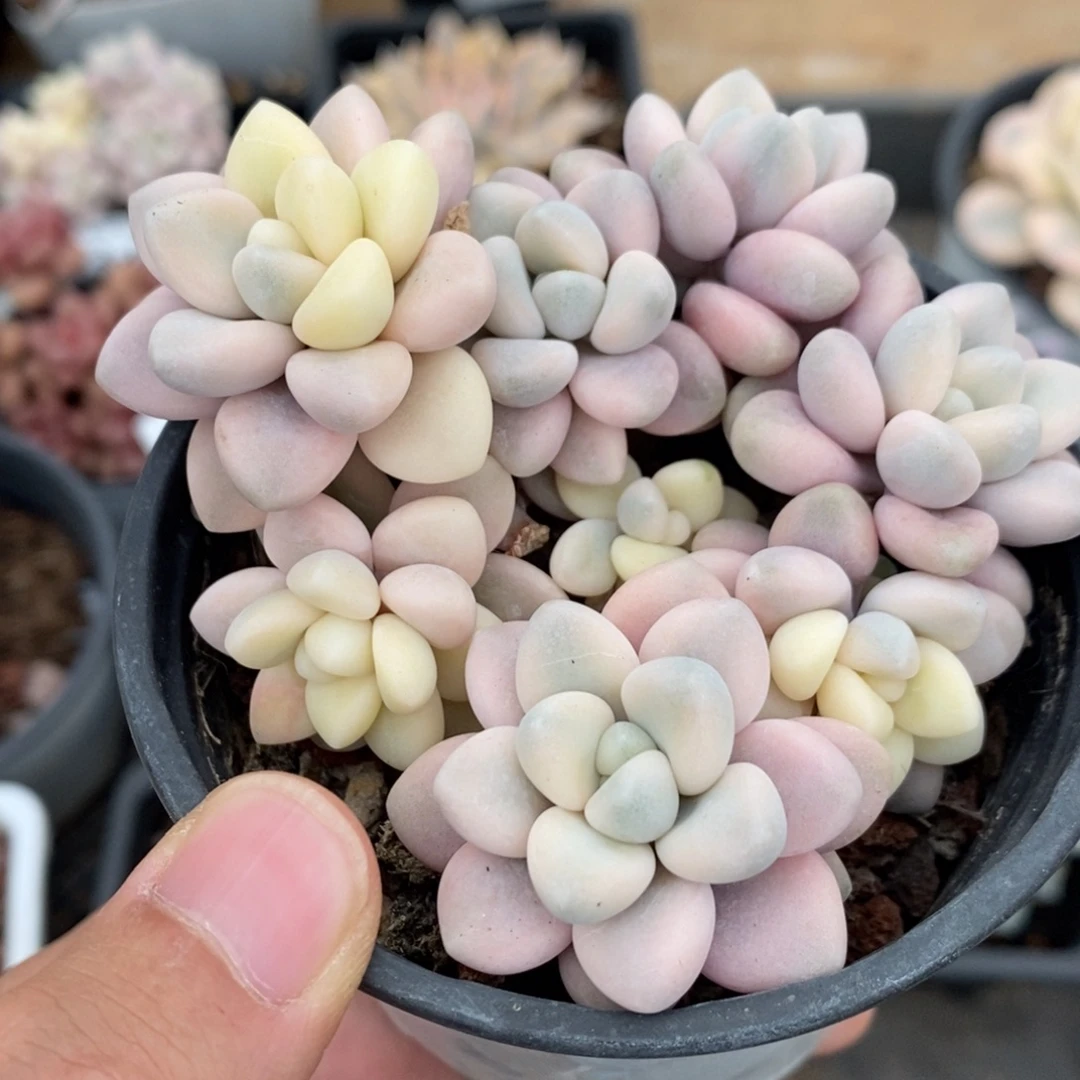 艾伦锦多肉植物A3493