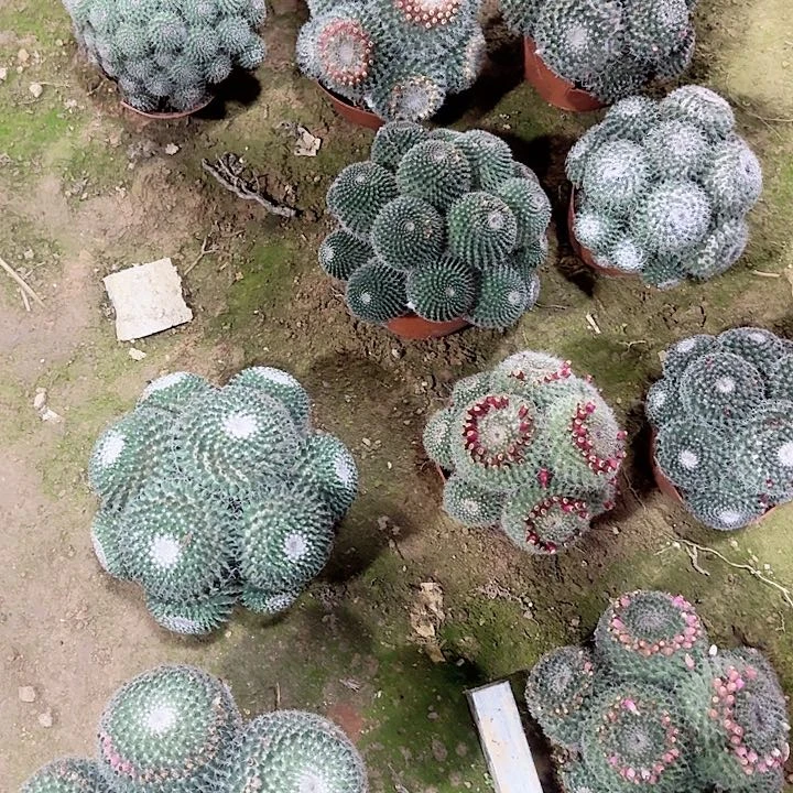 玉翁 随机一棵。