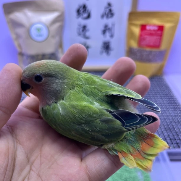 精品红头绿闪公K98766-牡丹鹦鹉