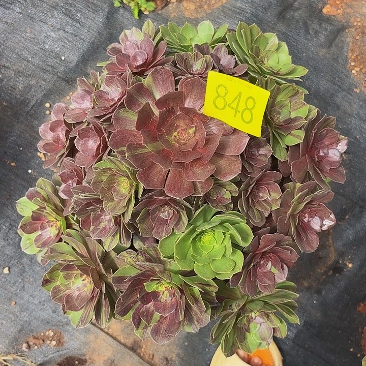 多肉植物花月夜的848个