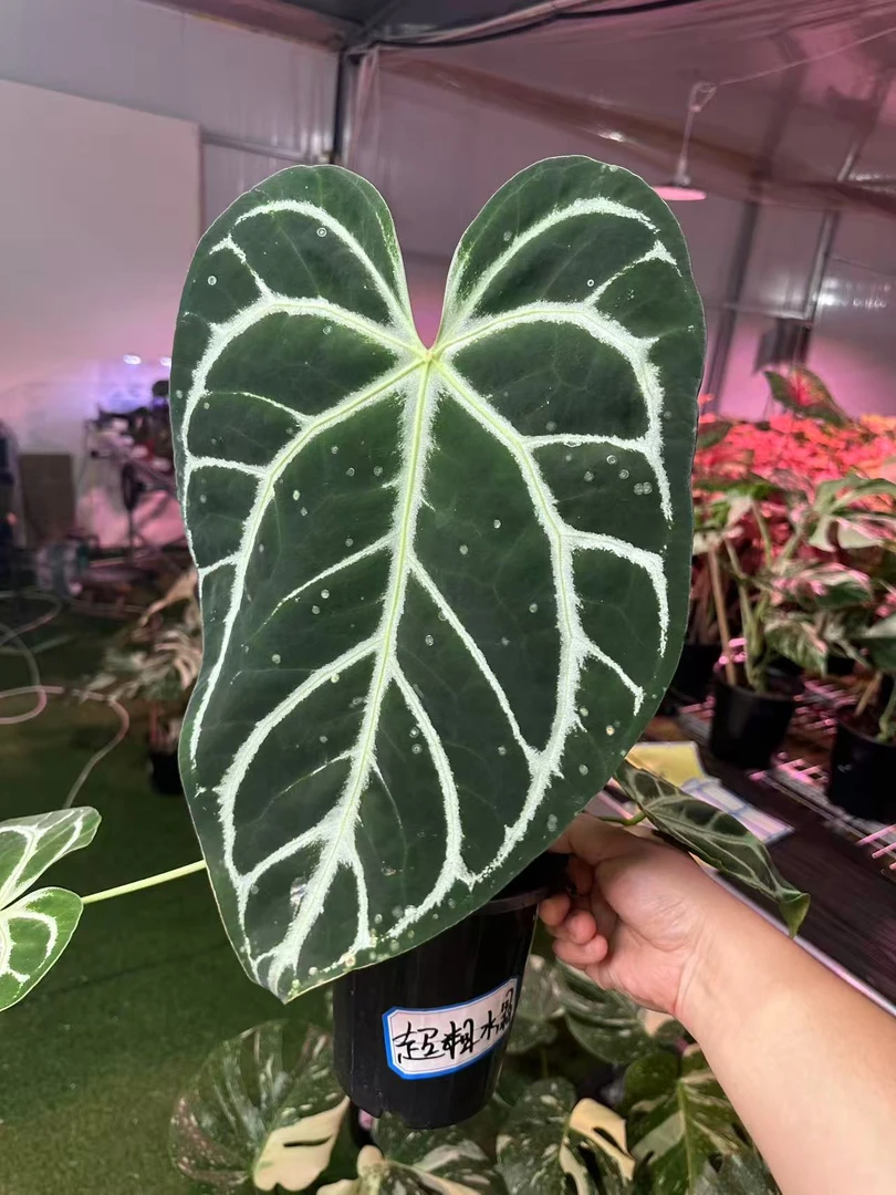 【SOLOPlants】巨物福利花烛天南星科热带植物室内绿植