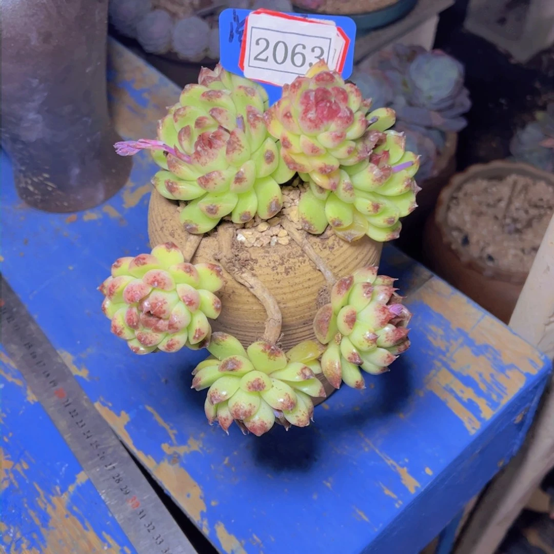 七*水晶2063多肉植物寄养