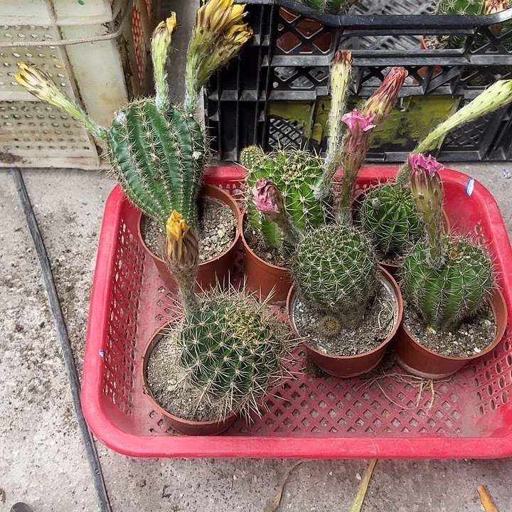 一***行无花朵彩草哈哈哈哈哈哈哈