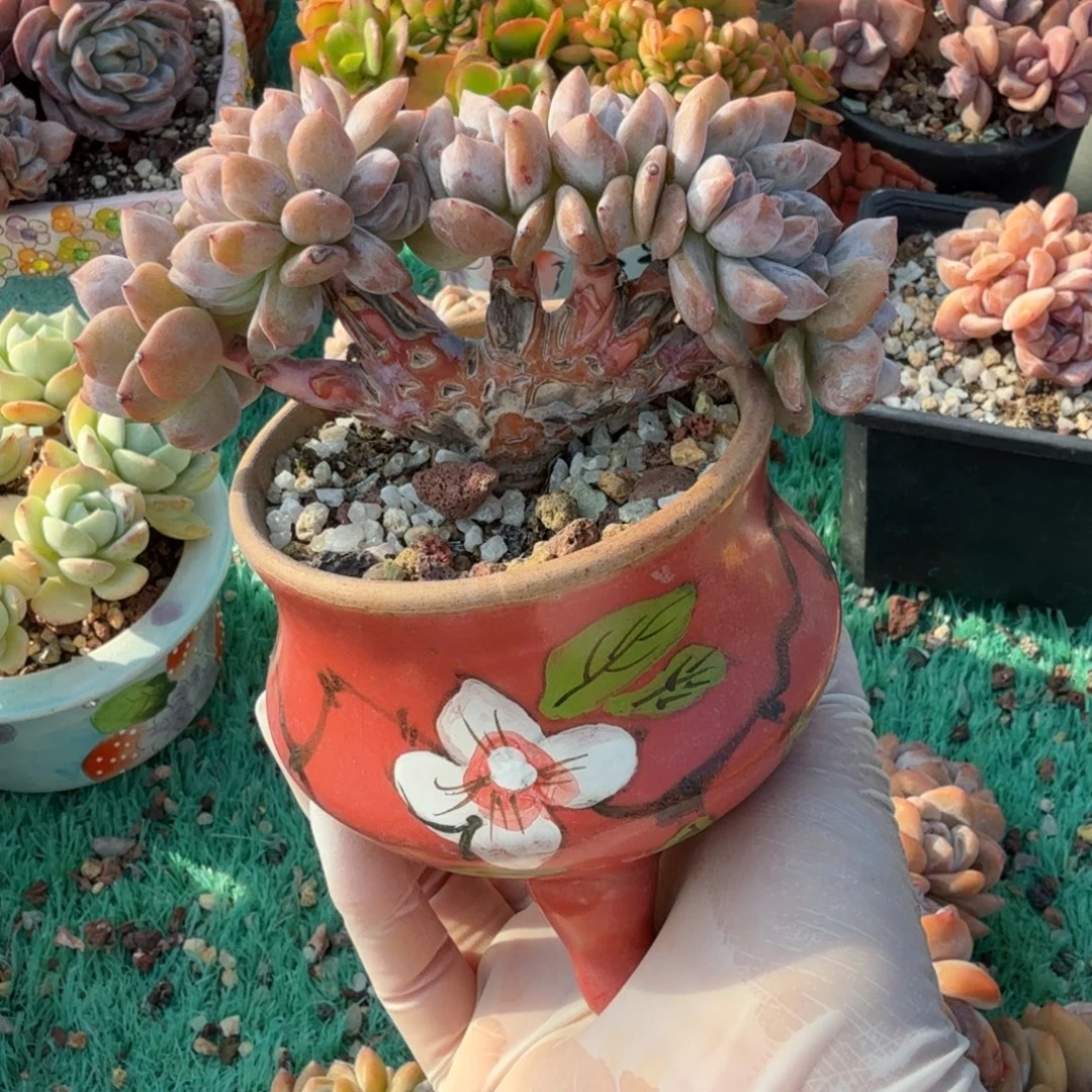 石榴紫板缀精品包邮