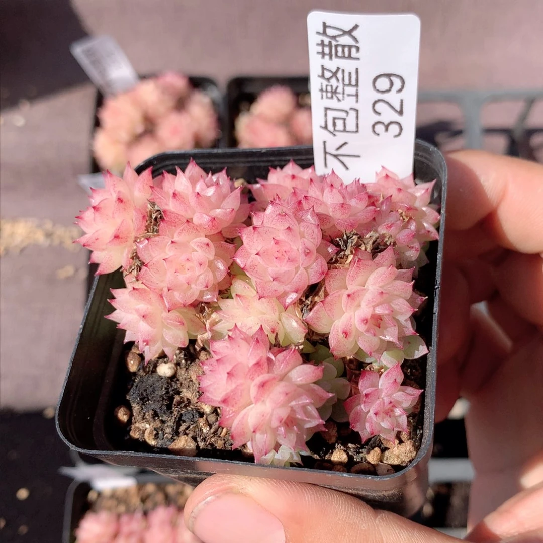 329麦秆群不包整散