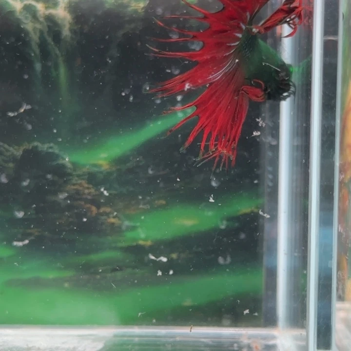 斗鱼就是这么一群男人们笑