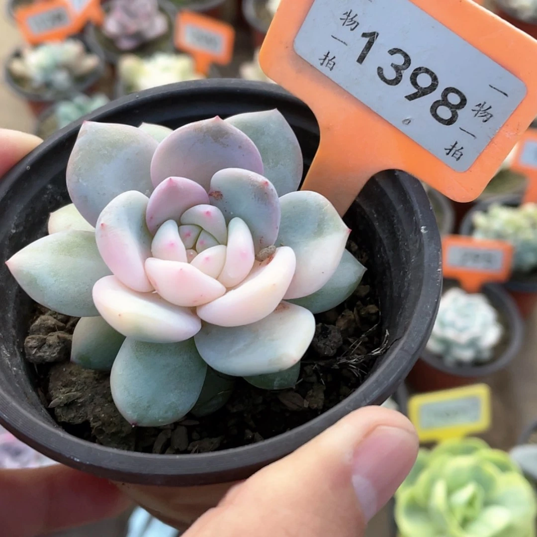 【闪购商品】1398号