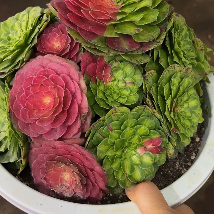 多肉植物福利知否313个