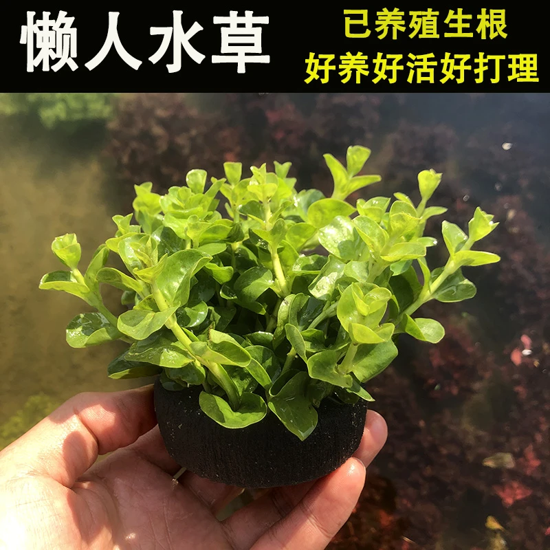 懒人水草绿金钱坨草鱼缸造景植物生态缸淡水懒人真水草鱼缸造景