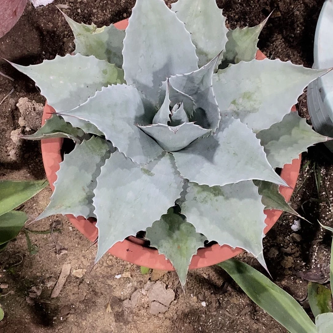 鲸鱼舌3号11111111