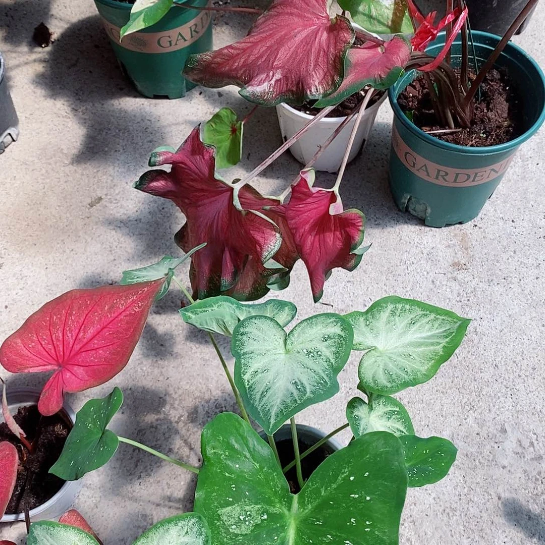 无花朵钟无艳9651陌芊