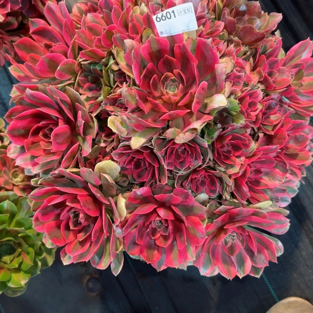 雅*6601多肉粉女妖多肉