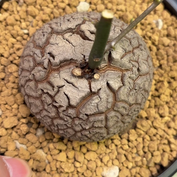 654号龟甲龙带盆包邮