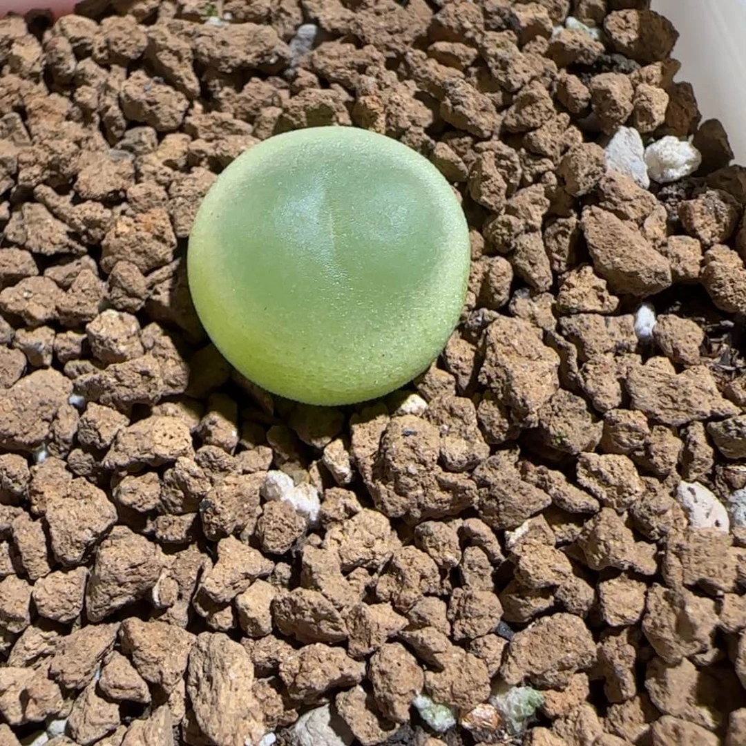 肉锥多肉植物组合-日式拉登428