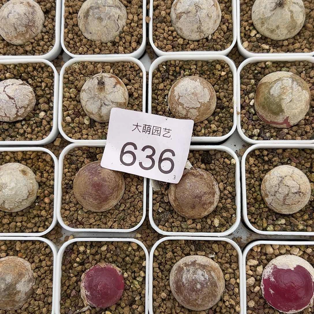 0000636量拍大灯泡1颗尺寸不低于2.0脱土发