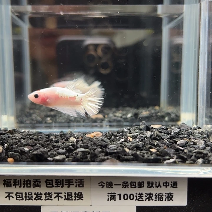 斗鱼跑单拉黑6日95