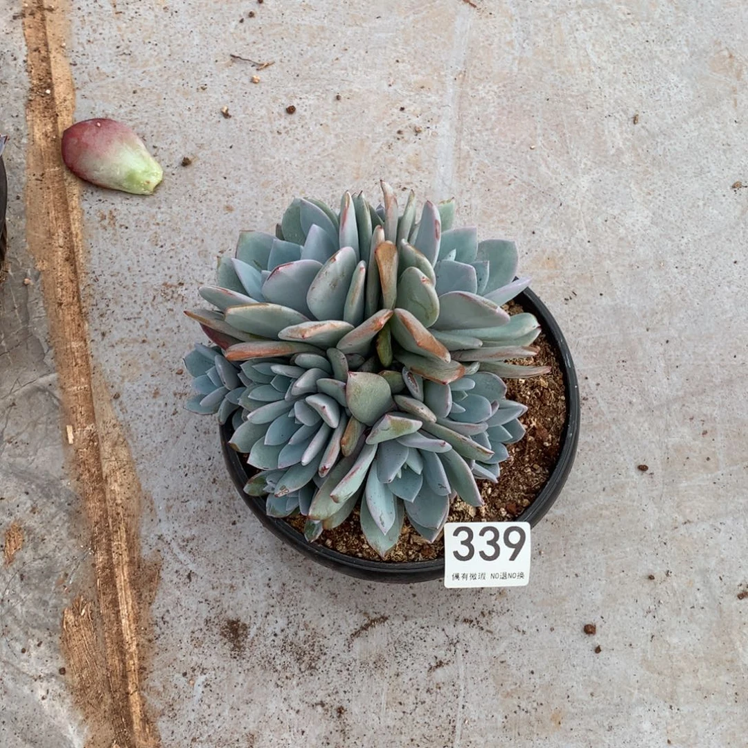 339奶茶多肉植物！！！！！