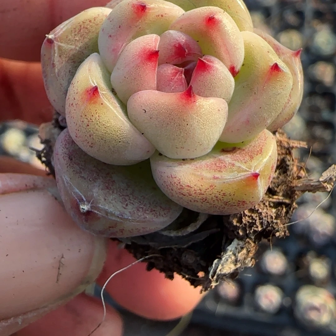 多肉小卡拉米糖心一物一拍