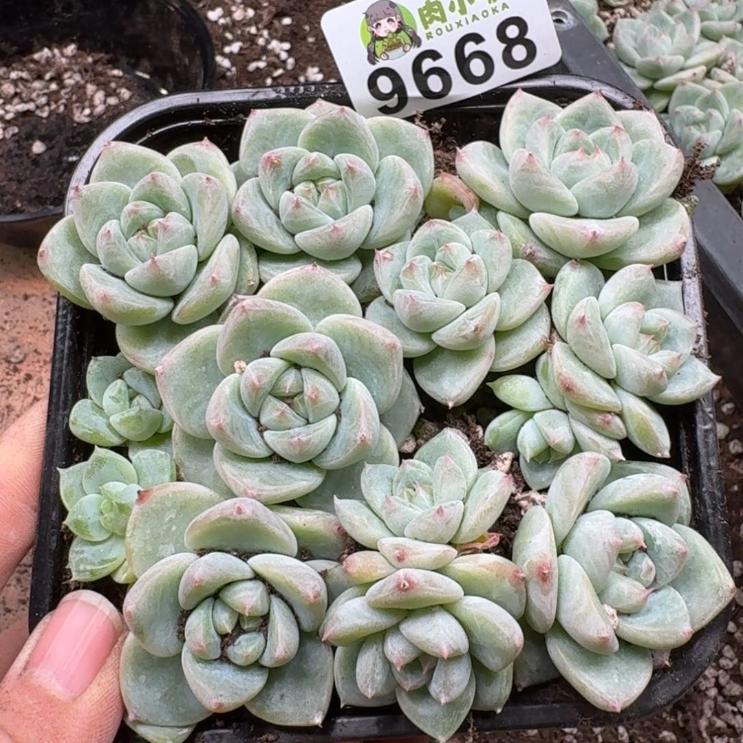 多肉植物多肉植物