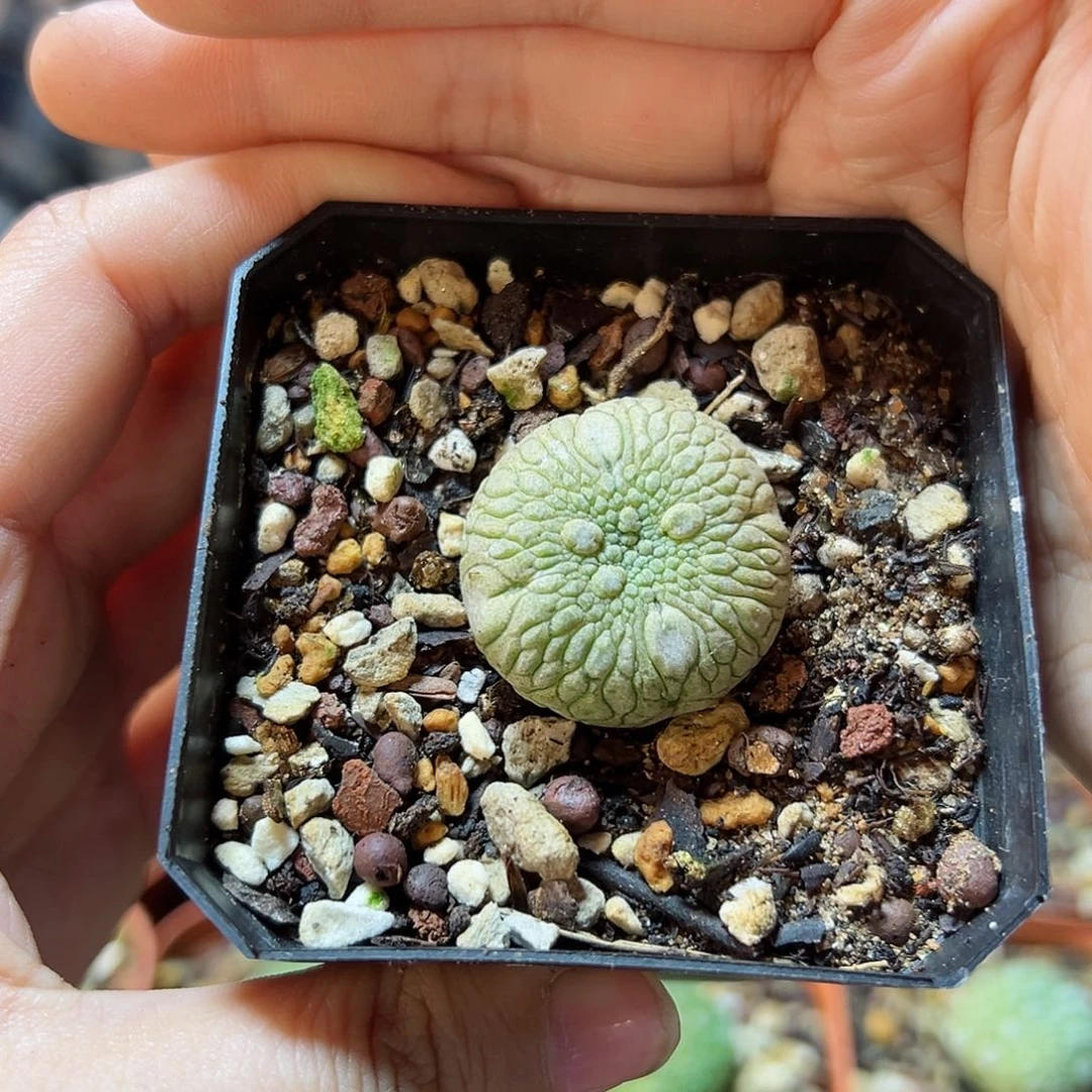 实生凝蹄玉2.5公分带盆
