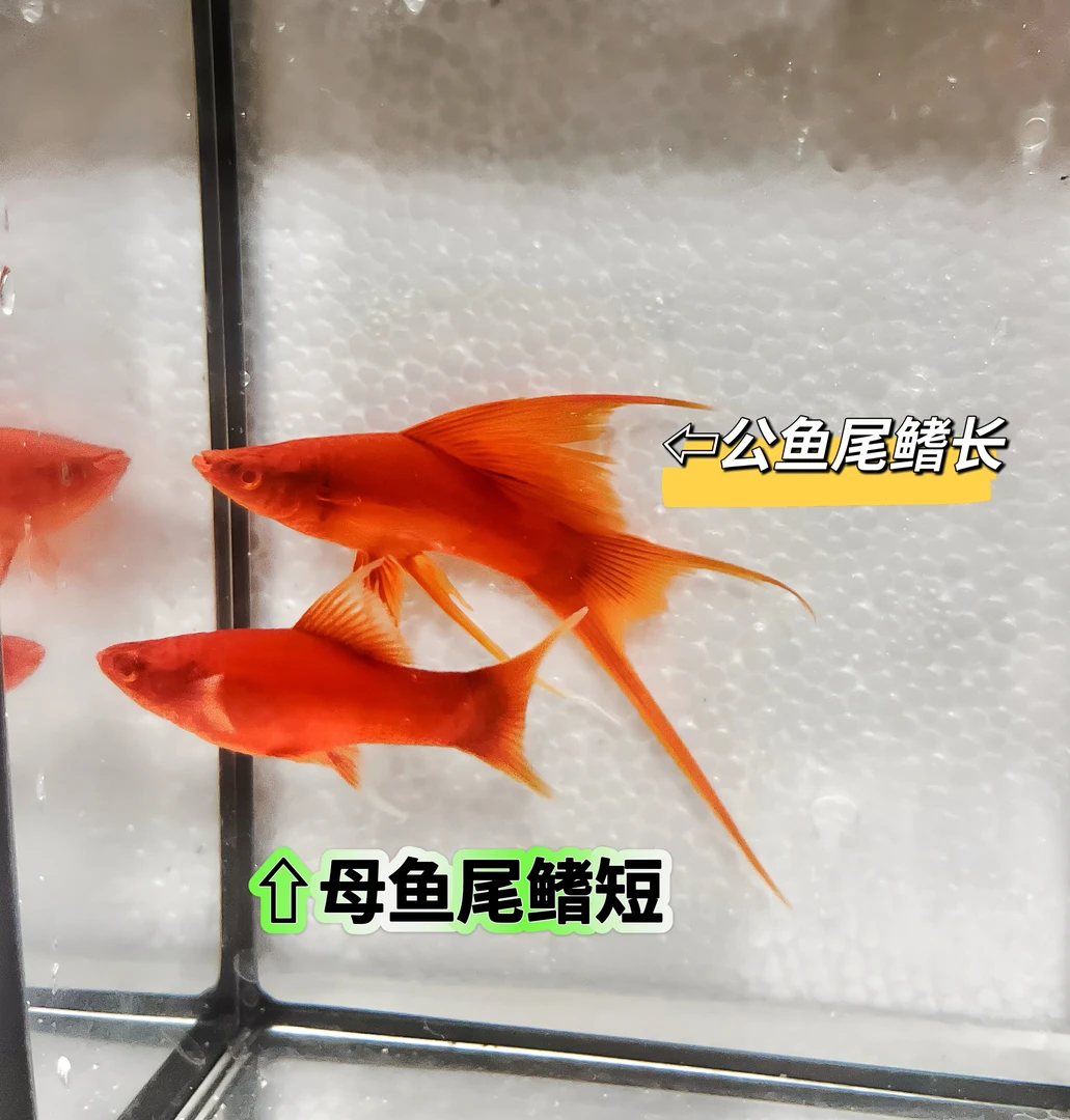 小型胎生鱼红剑鱼，双尾红剑鱼燕尾红剑鱼高鳍红剑鱼热带鱼胎生鱼