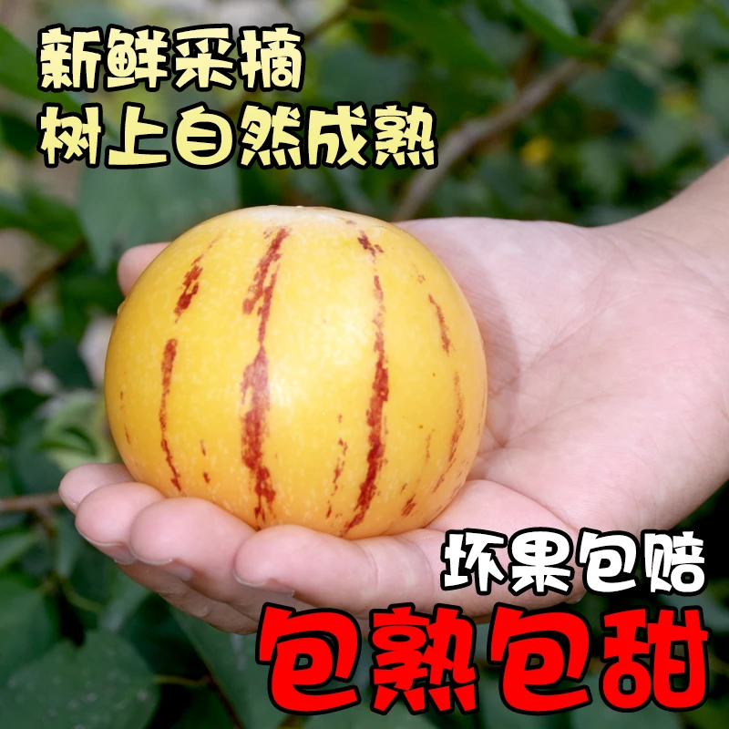 【坏果包赔】正宗云南石林人参果树上熟新鲜黄肉果当季清甜多汁水果