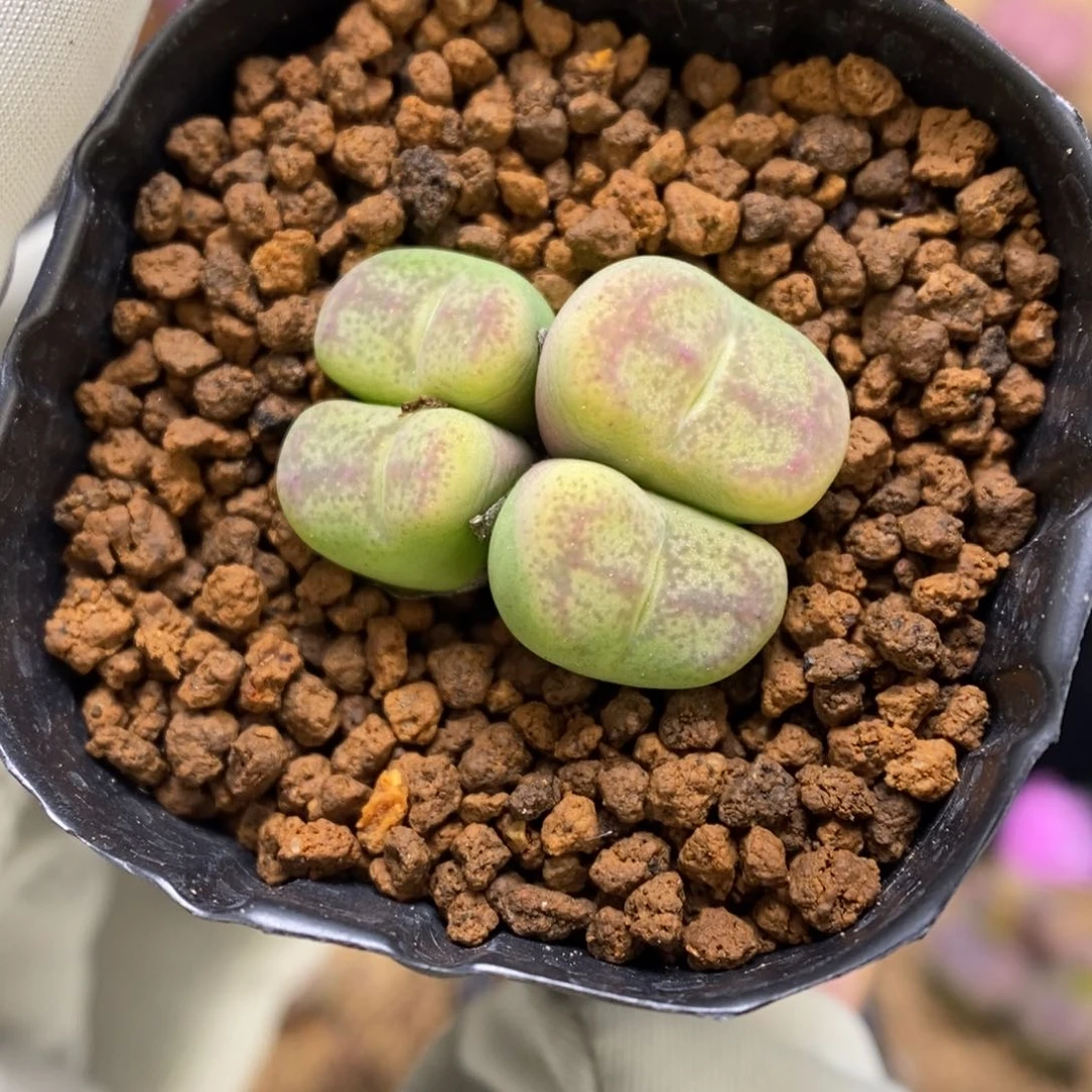 多肉植物肉锥杂交K-3302