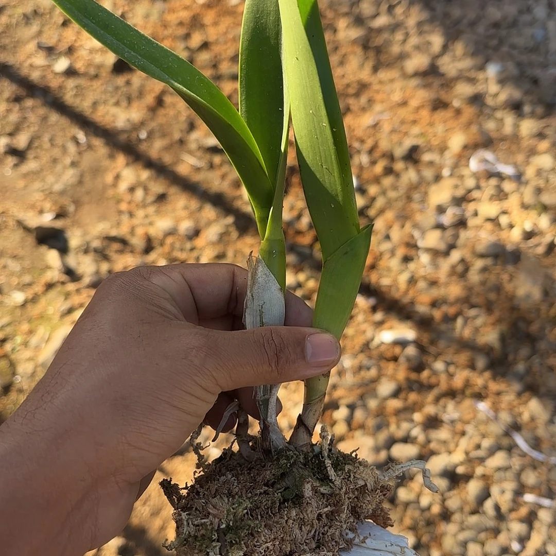 完全开放蓝萝卜卡特兰