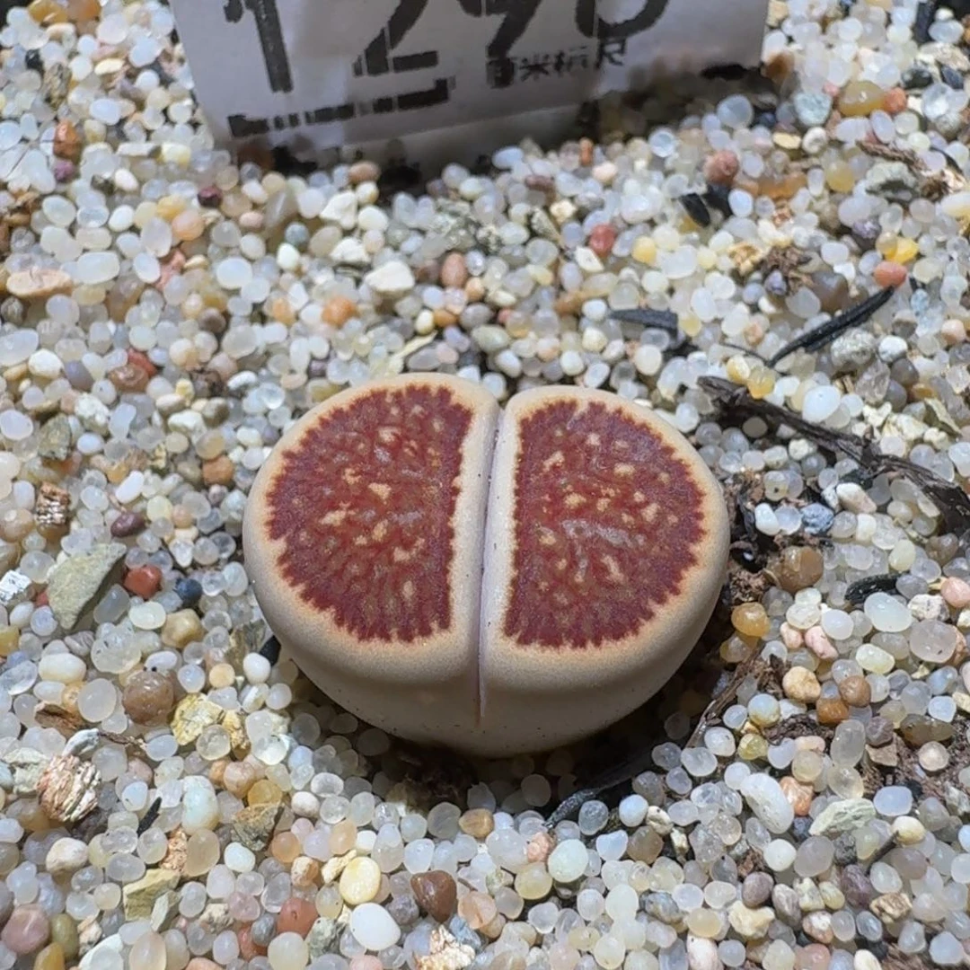Sssss 好好看呀1298