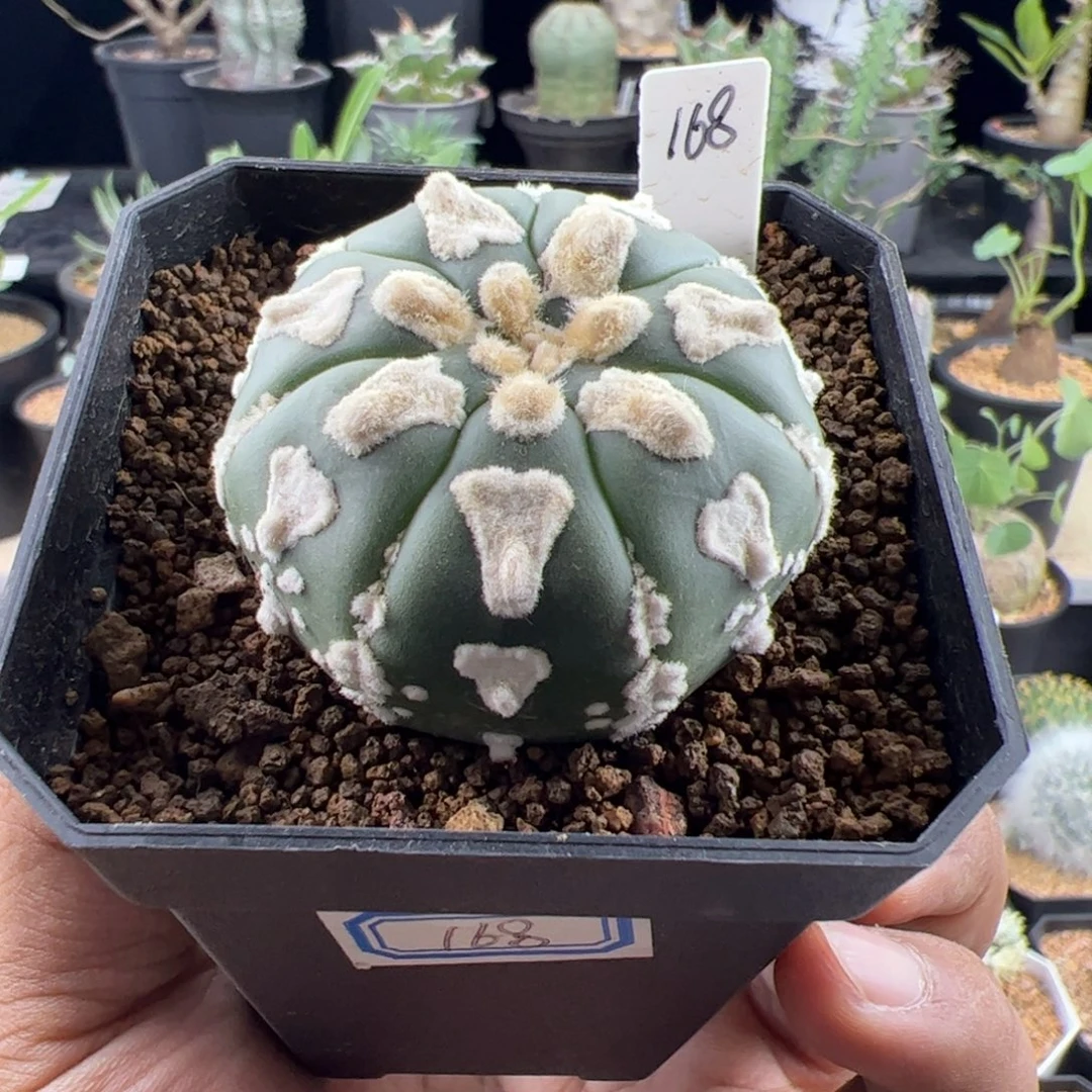 一***明泰v实生一物一拍默认脱土发