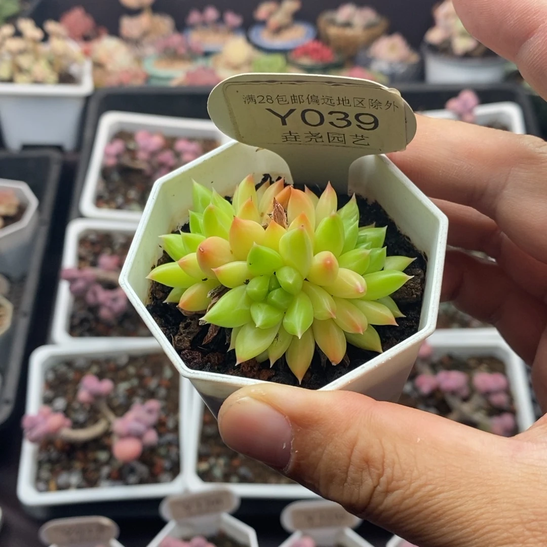 0039 甲骨文 5.5cm