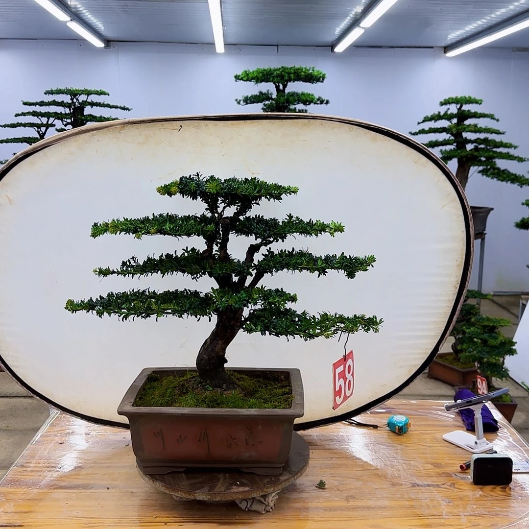无花朵盆景直播间一物一拍