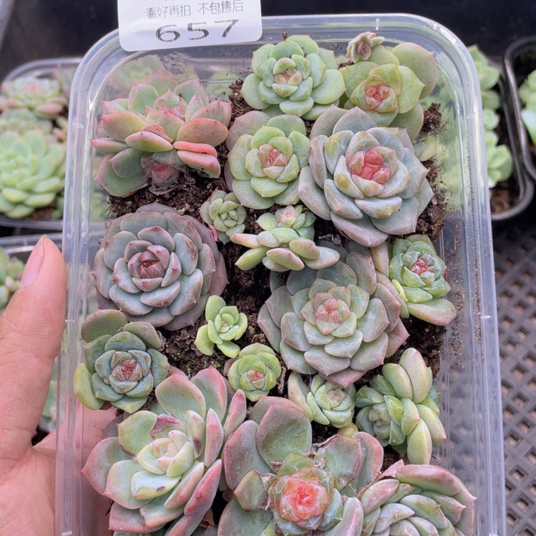 云糖心多肉植物657