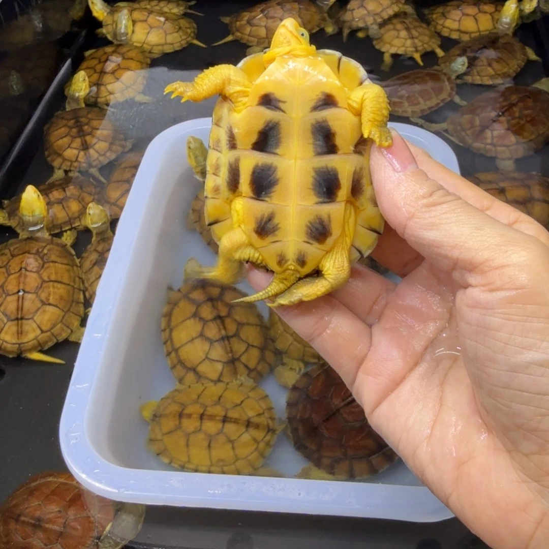 若****公母搭配宠物龟背甲7厘米