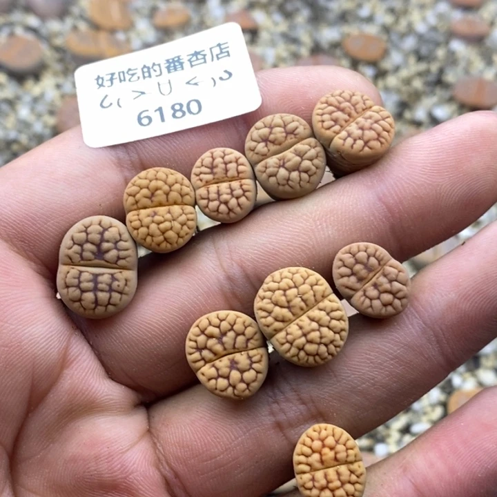 司*6180。18包邮.当天凑哦。新疆西藏88包邮