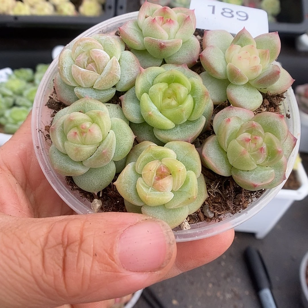 一物一拍一物一拍925-189