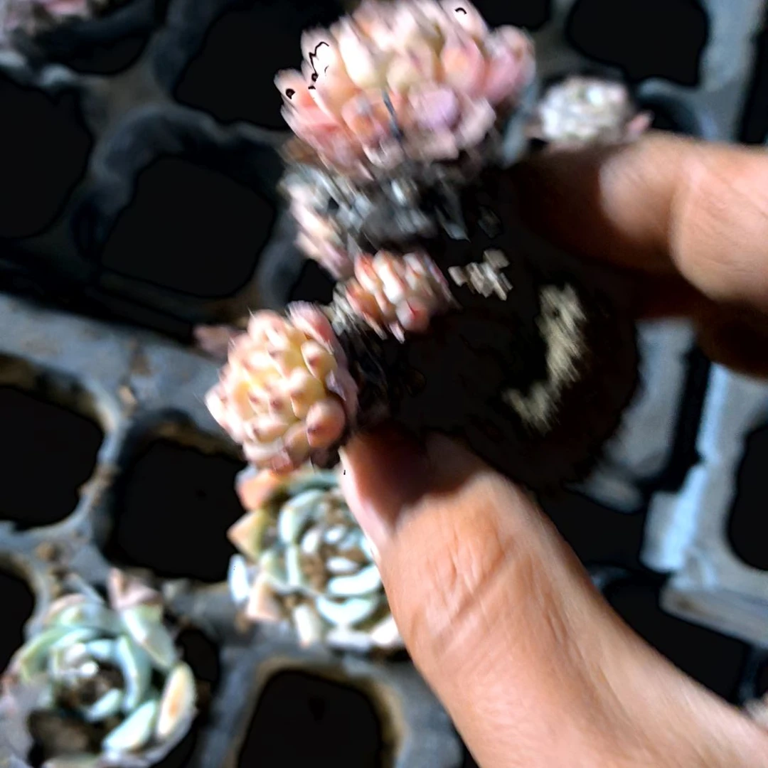 满6元包邮，粉姬莲老庄多头