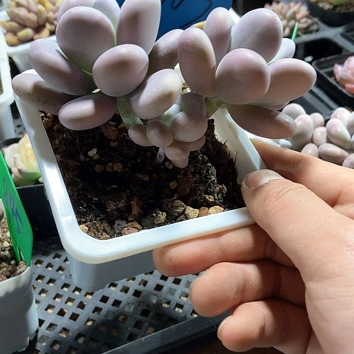 多肉植物达摩奶7363