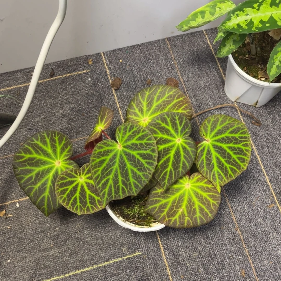 无花朵绿洲秋海棠