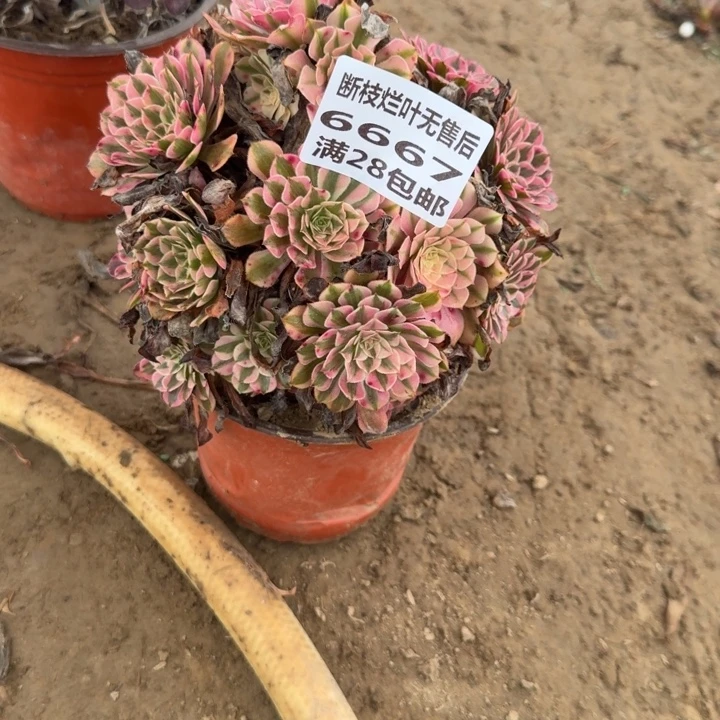 岁***好6667二号棚红铜壶D