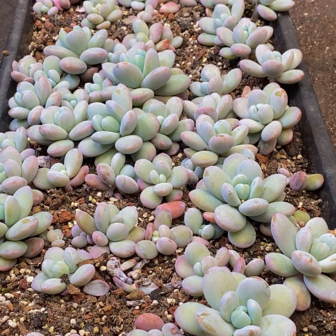 146多肉植物保护研究所所长助理