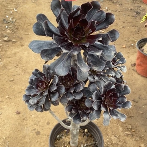 巧魔法师一物一拍