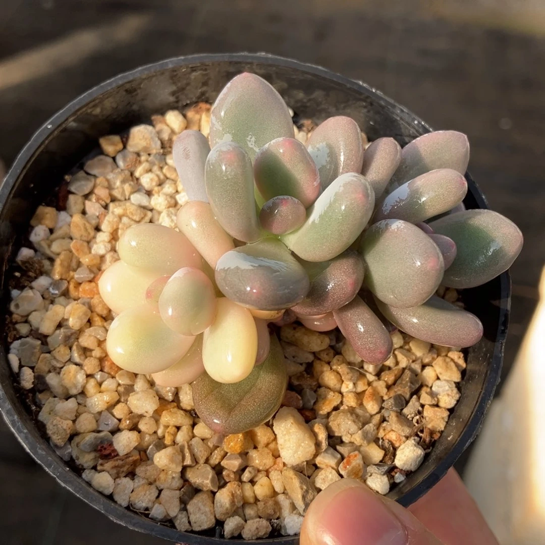 奶酪锦 一物一拍不支持退换