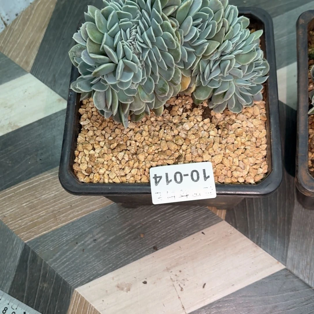 雨**奏10.14汉堡缀化一个