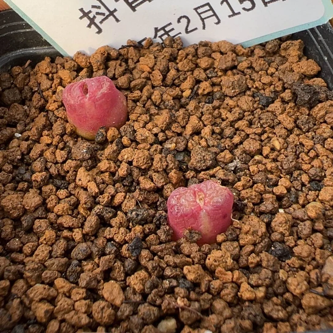 15-12肉锥多肉植物，