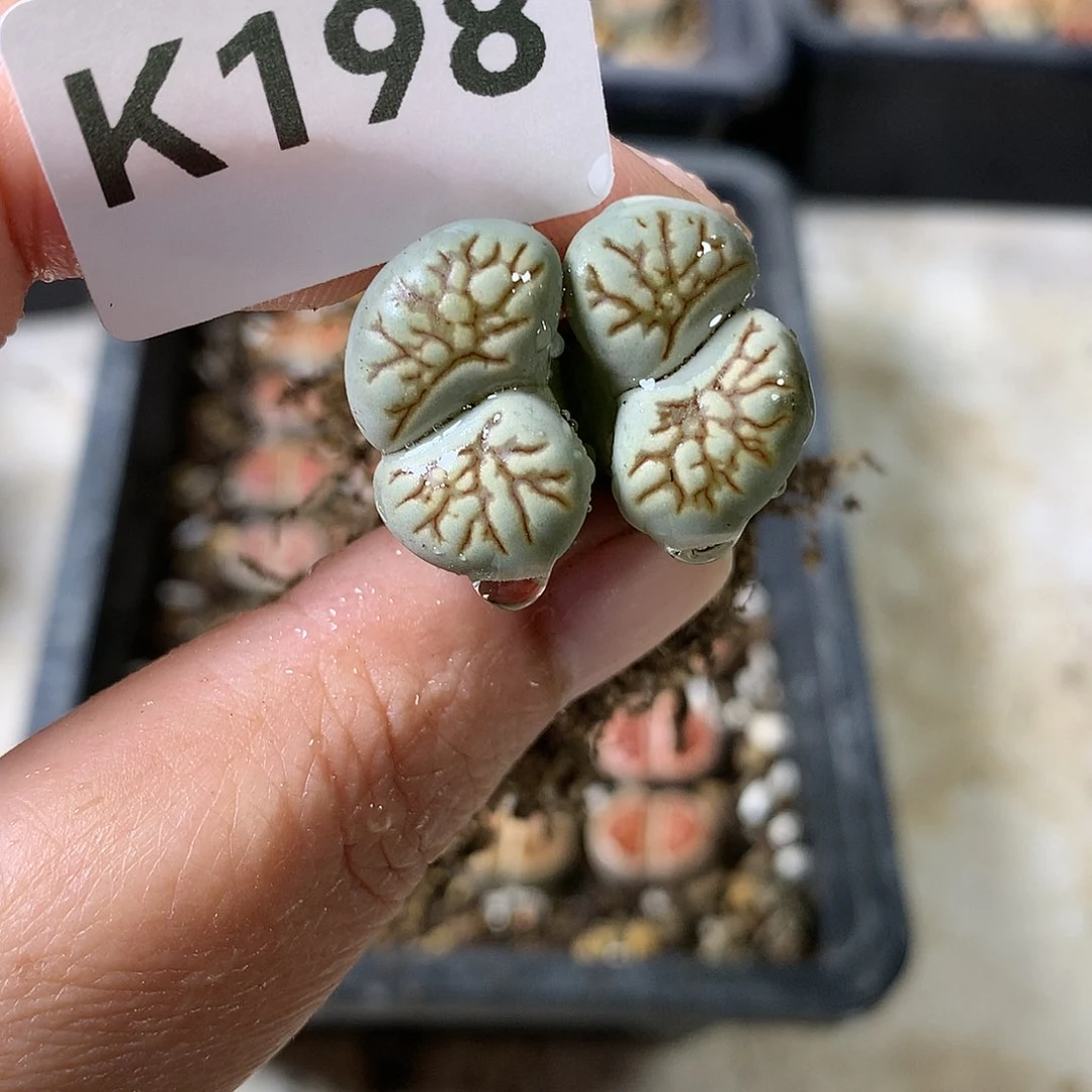 K198多肉植物保护