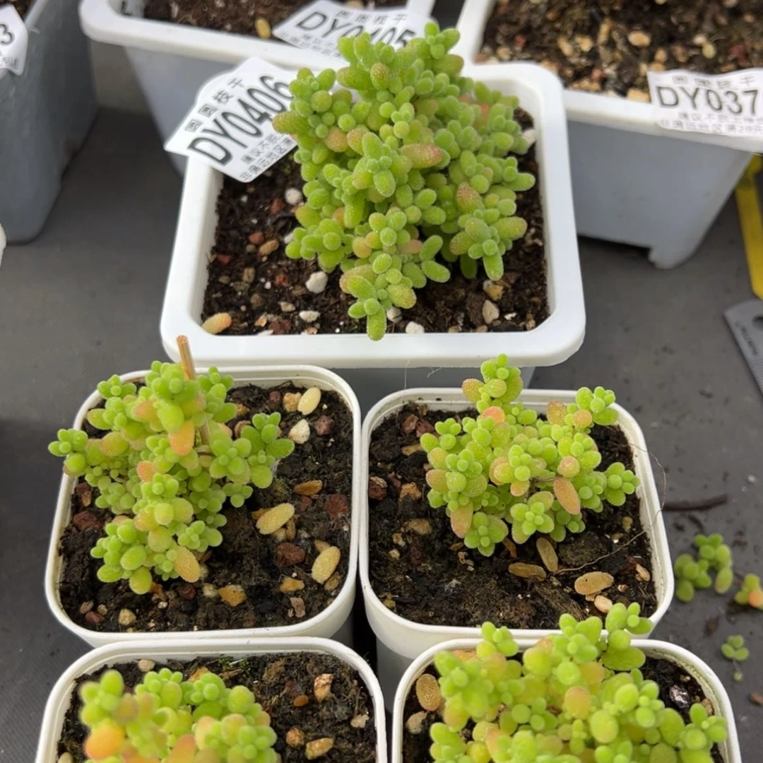 【闪购商品】s****kdy0406实生桔子糖四颗蜜橘