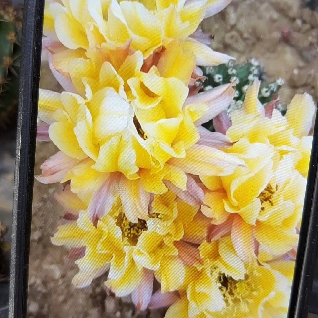 依然彩侧牙20包邮23